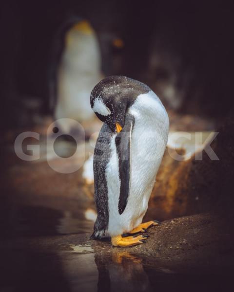 Vertical closeup shot penguin cleaning its self with blurred background 181624 4884 jpg