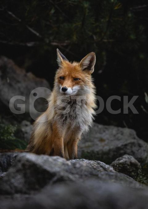 Vertical shot fox walking rocks forest 181624 31966 jpg