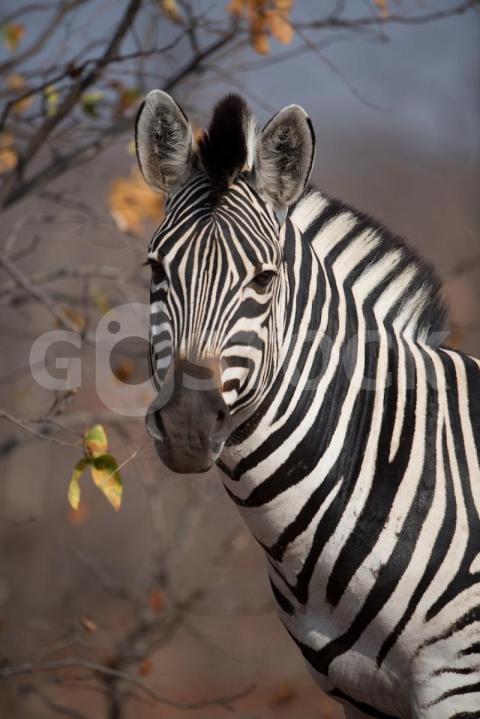 Closeup shot beautiful zebra 181624 13280 jpg