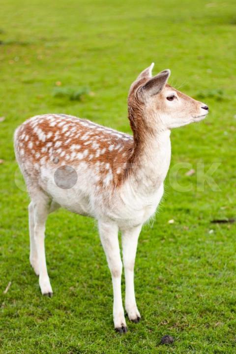 Vertical shot fallow deer doe standing meadow with green grass 181624 35346 jpg