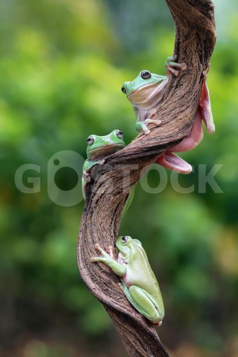 Australian white tree frog sitting branch dumpy frog branch tree frogs green leaves amphibian closeup 488145 3452 jpg
