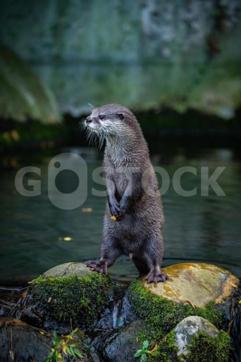 Asian smallclawed otter nature habitat otter zoo lunch time wild scene with captive animal amazing playful animals aonyx cinereus 475641 2050 jpg