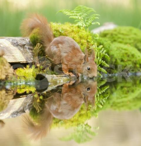 Closeup shot red squirrel near water with its reflection visible 181624 29297 jpg