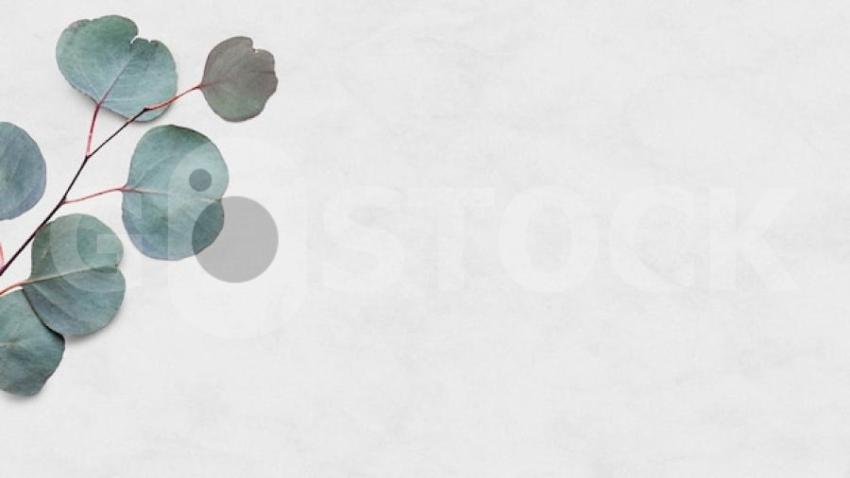 Eucalyptus leaf psd white marble background 53876 103968 jpg