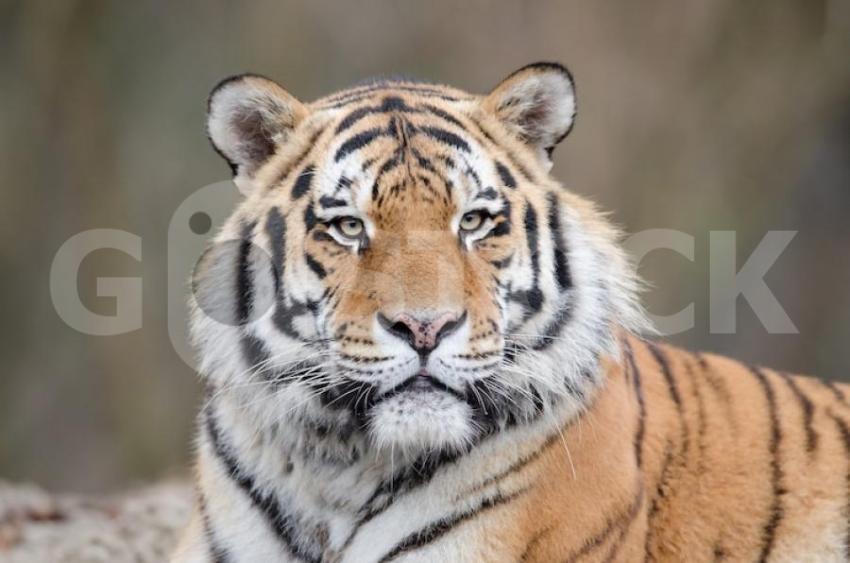 Shot tiger laying ground while watching his territory 181624 44049 jpg