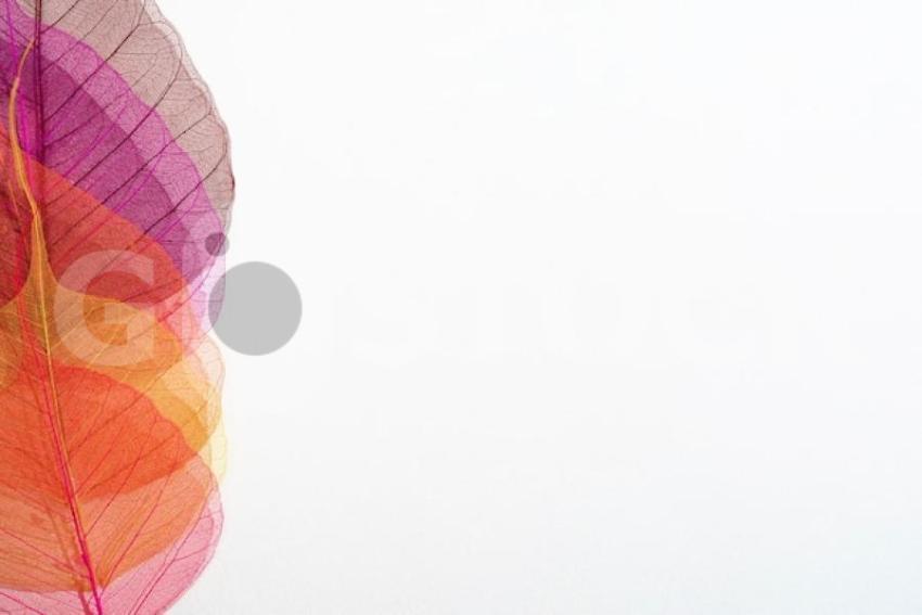 Close up colored plant leaves 23 2149337974 jpg