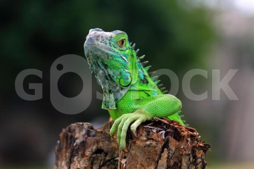 Green iguana closeup wood animal closeup reptile closeup 488145 2581 jpg