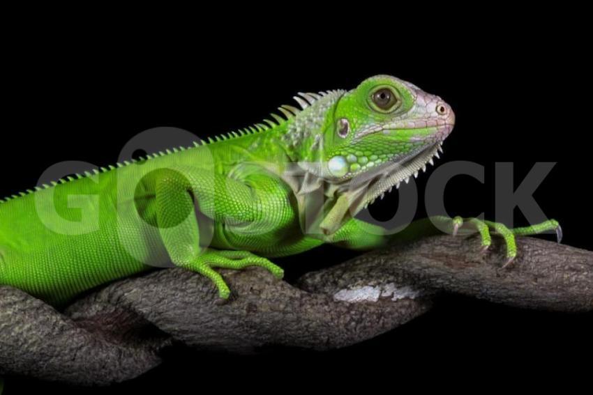 Closeup head green iguana green iguana side view wood animal closeup 488145 2478 jpg