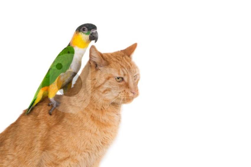 Closeup shot ginger cat with parrot its back isolated 181624 45525 jpg