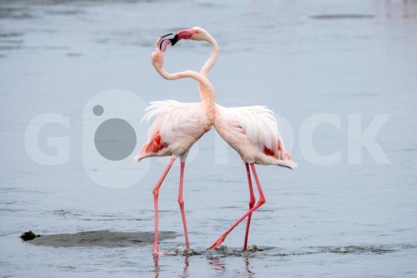 Flock pink flamingos walvis bay namibia 1150 21646 jpg
