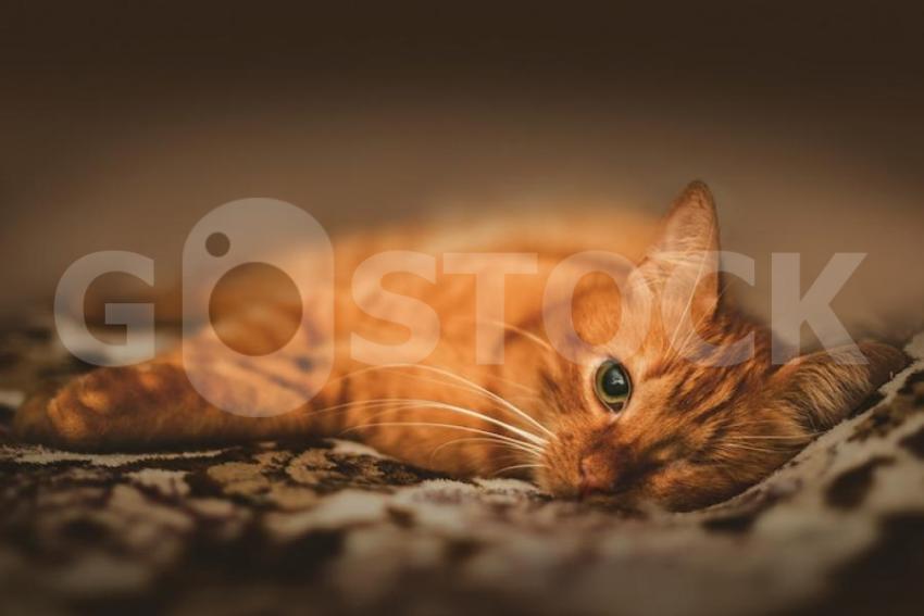 One eyed adorable ginger cat 181624 5768 jpg