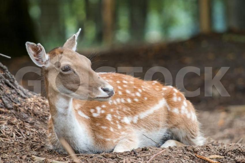 White tailed deer resting forest 181624 11017 jpg