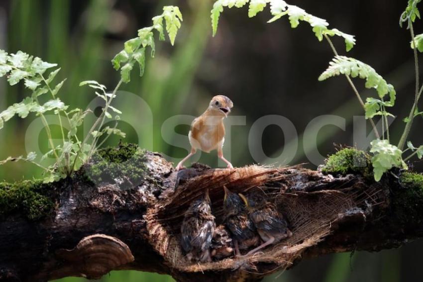 Cisticola exilis bird feeding its chicks cage baby cisticola exilis bird waiting food from its mother cisticola exilis bird branch 488145 2322 jpg