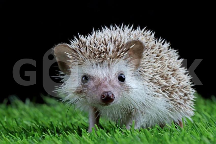 Cute baby hedgehog closeup grass with black background 488145 2951 jpg
