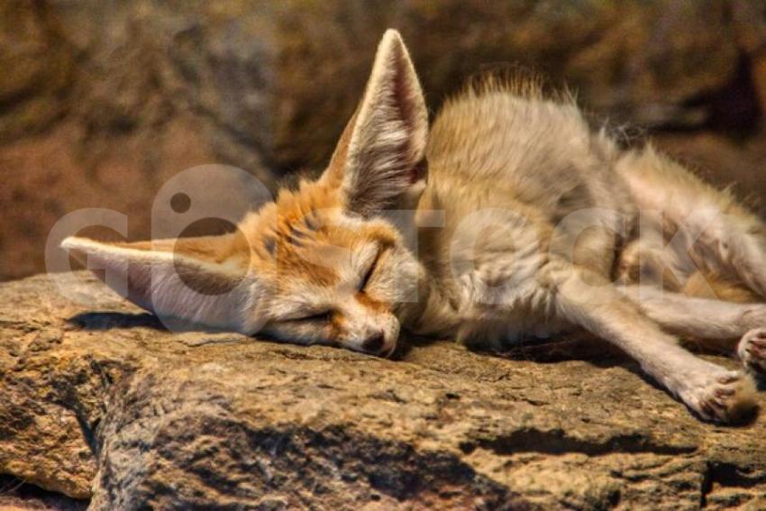 Closeup fennec fox sleeping stone warm sunlig 181624 55112 jpg
