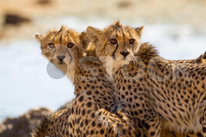 Magnificent cheetahs standing near small pond 181624 6618 jpg