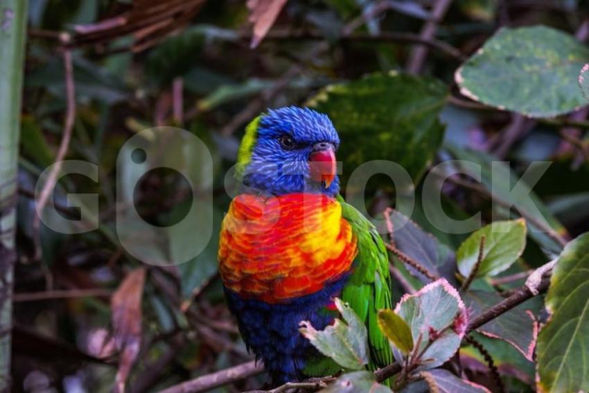 Mesmerizing shot colorful parrot blurred background 181624 35242 jpg