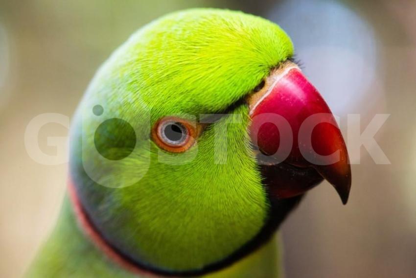 Closeup shot green lovebird with blurred background 181624 41886 jpg