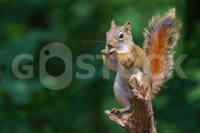 Closeup shot european squirrel eating peanut 181624 29250 jpg