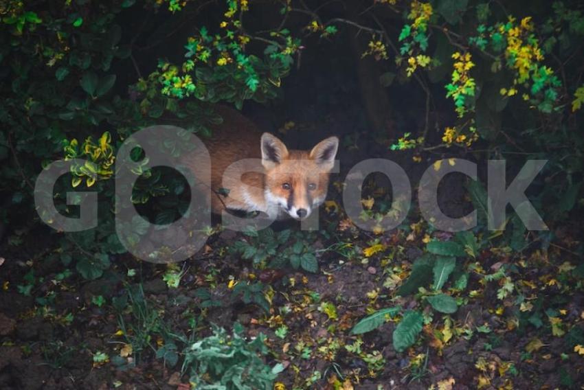 High angle shot cute fox lying ground forest surrounded by greenery 181624 40764 jpg