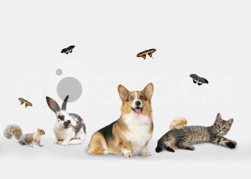 Cute animals group white background 23 2150038537 jpg