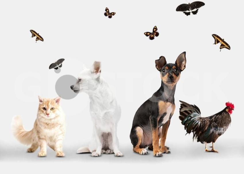 Cute animals group white background 23 2150038536 jpg