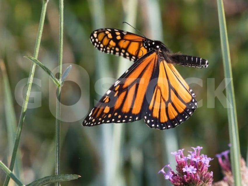 Selective focus shot speckled wood butterfly little flower 181624 28849 jpg